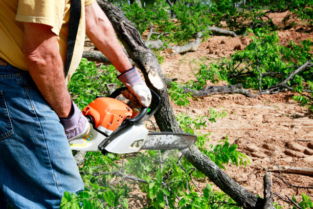 Best Tree Cutting Near Me  in Bourbon, MO